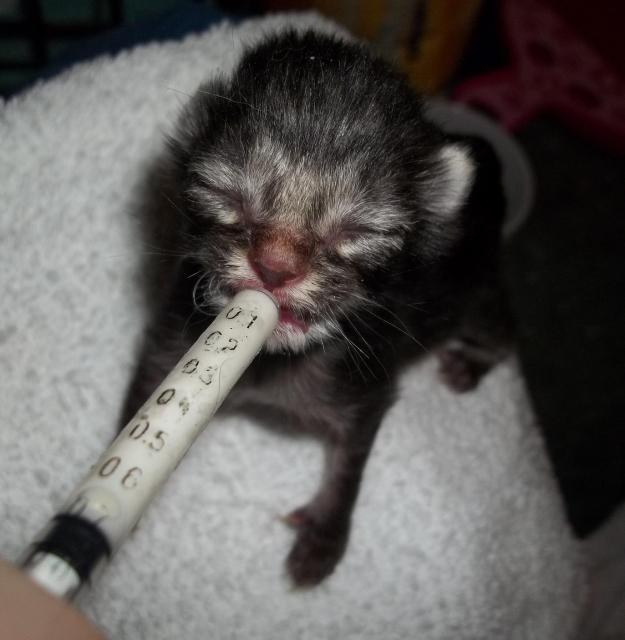 A syringe at first is a great helping tool if they reject the bottle, but a small animal nursing bottle is highly recommended. Try the bottle every feeding time until they catch on.