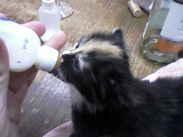 Make their heads lift up to reach the bottle in a natural kitten nursing position. NEVER feed them on their sides or back, always belly-down. (FYI, this kitten is app. 2 weeks old)