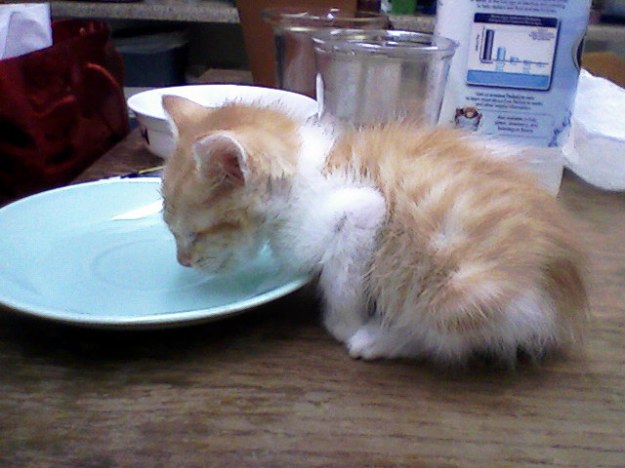 Baby Stewie is using a shallow saucer to drink water. He doesn't need to reach over a rim nose-first and instead is able to naturally lap at water. (FYI, this kitten is 3 1/2 weeks old)