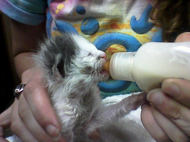 Hold kitten belly-down and tip their heads back. Hold the bottle higher than their heads so it tilts down. Never hold them on their backs while feeding!